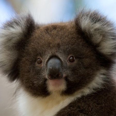 Bimbi Park - Camping Under Koalas Cape Otway Ngoại thất bức ảnh