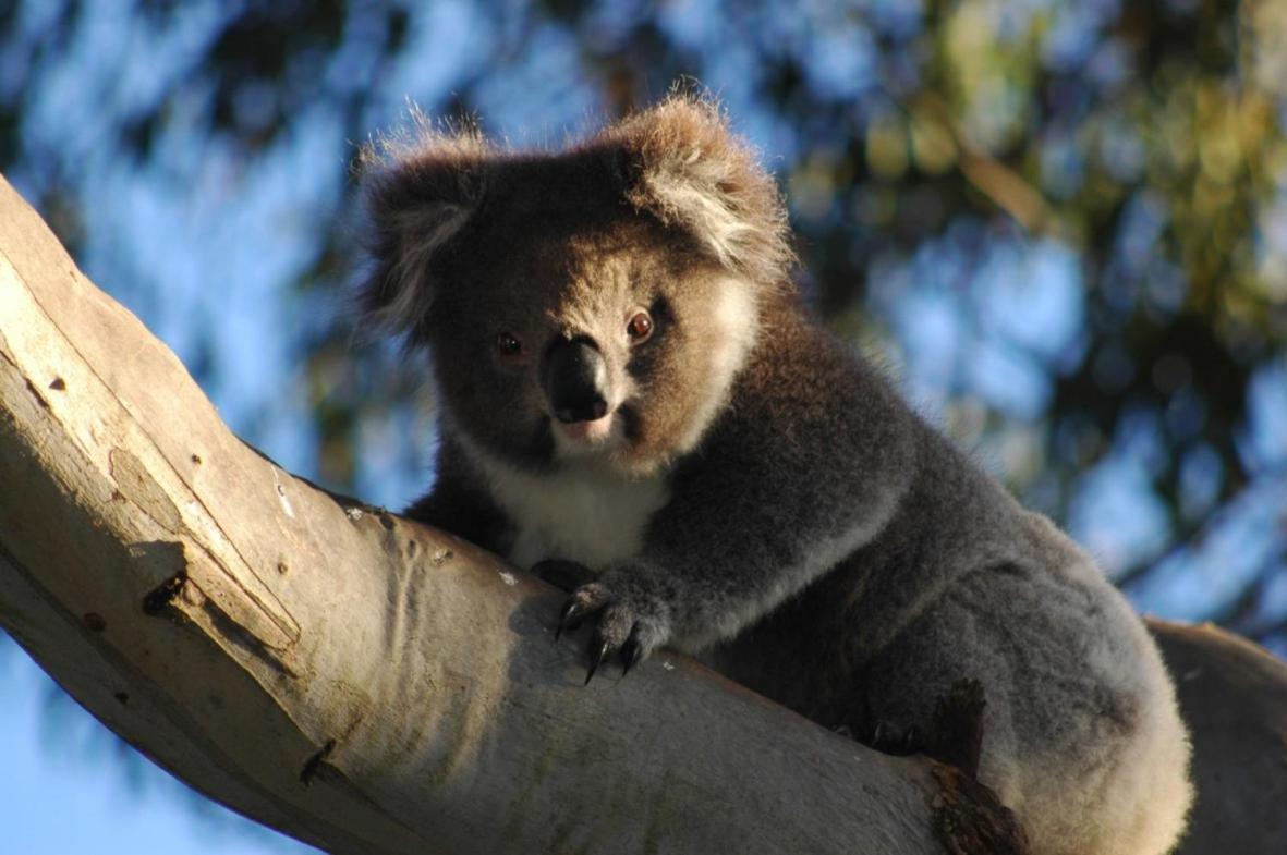 Bimbi Park - Camping Under Koalas Cape Otway Ngoại thất bức ảnh