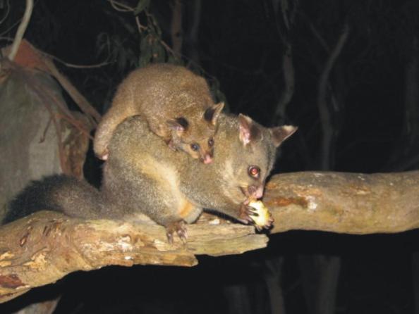 Bimbi Park - Camping Under Koalas Cape Otway Ngoại thất bức ảnh