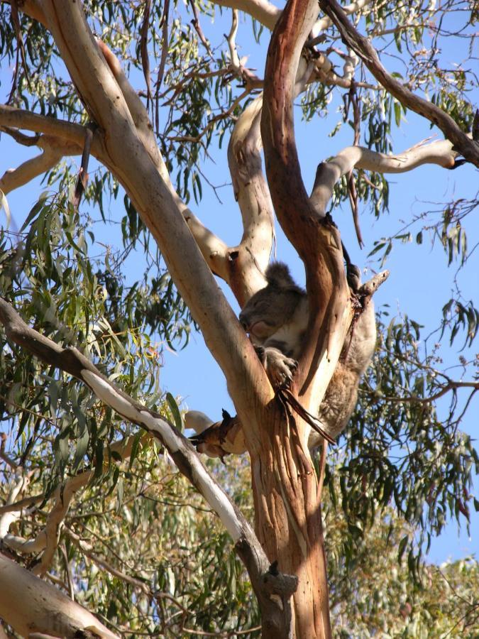 Bimbi Park - Camping Under Koalas Cape Otway Ngoại thất bức ảnh