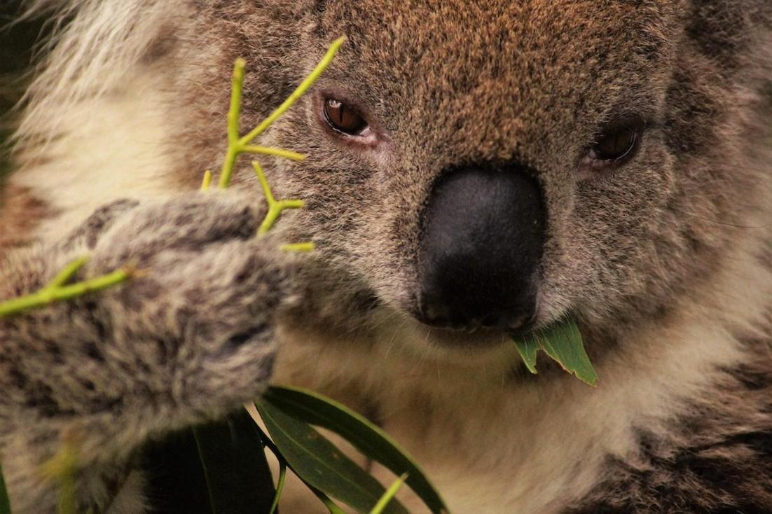 Bimbi Park - Camping Under Koalas Cape Otway Ngoại thất bức ảnh
