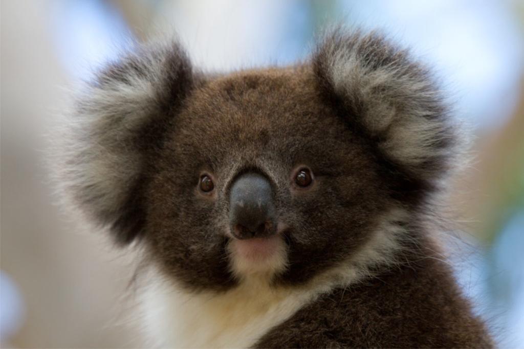 Bimbi Park - Camping Under Koalas Cape Otway Ngoại thất bức ảnh